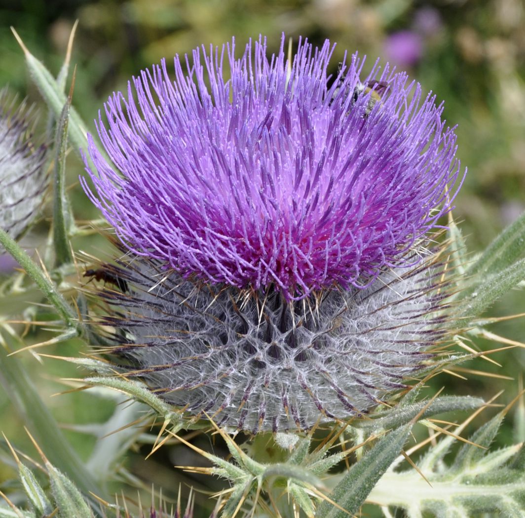 Image of Cirsium eriophorum specimen.