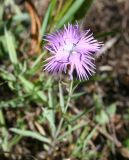 genus Dianthus. Цветок. Восточно-Казахстанская обл., г. Риддер, окр. Малоульбинского вдхр., белок Россыпной, возле Золотой горы, склон сопки. 29.07.2008.