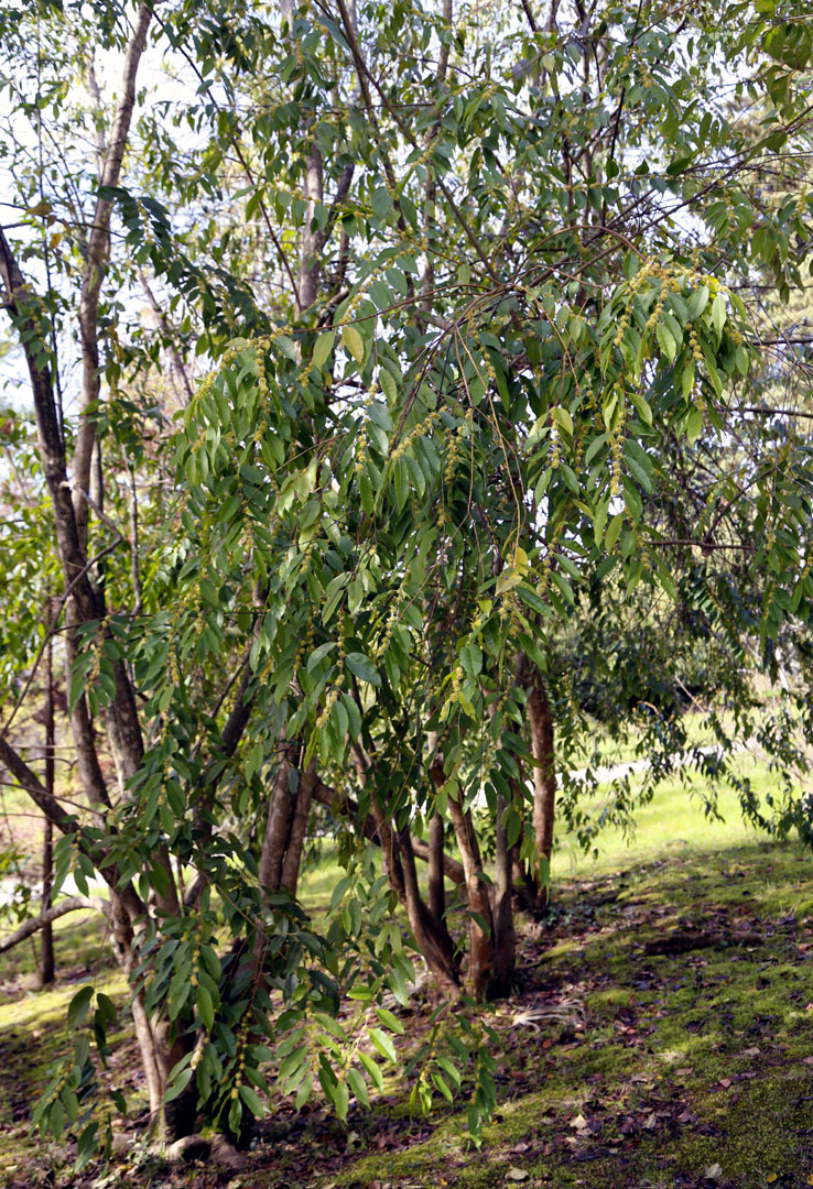 Изображение особи Ilex corallina.