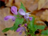 Lamium maculatum