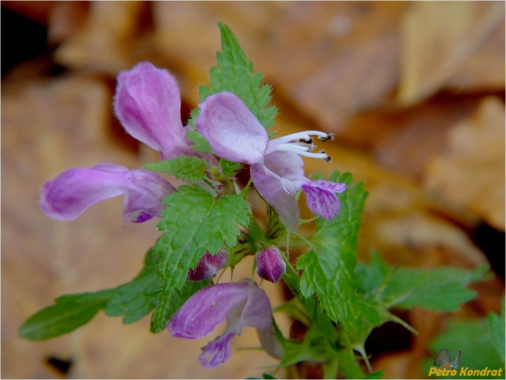 Image of Lamium maculatum specimen.
