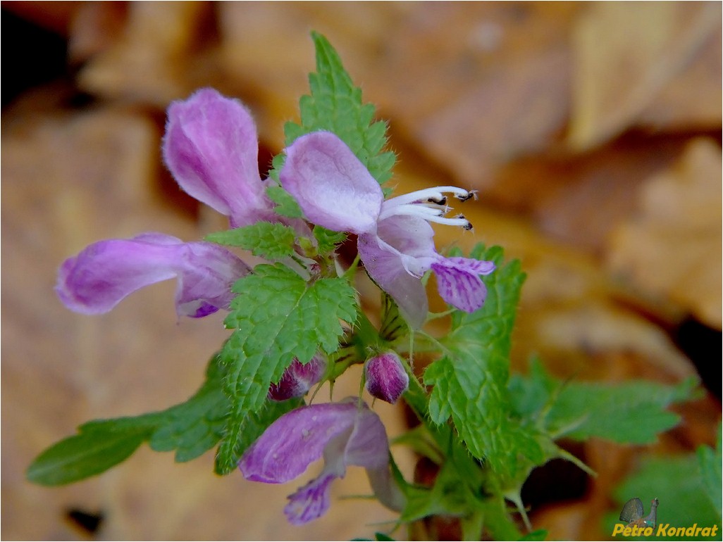 Изображение особи Lamium maculatum.