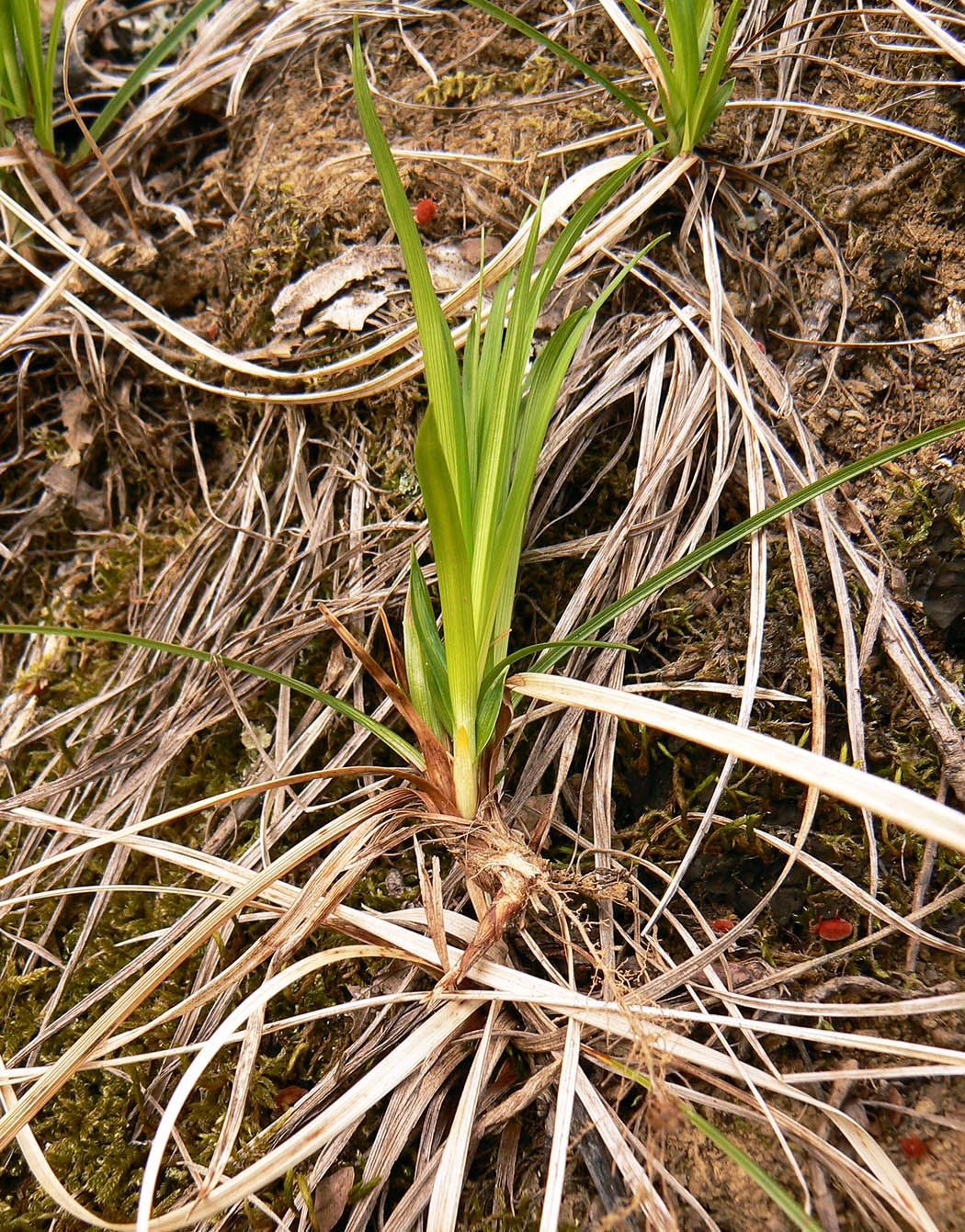 Изображение особи Carex michelii.