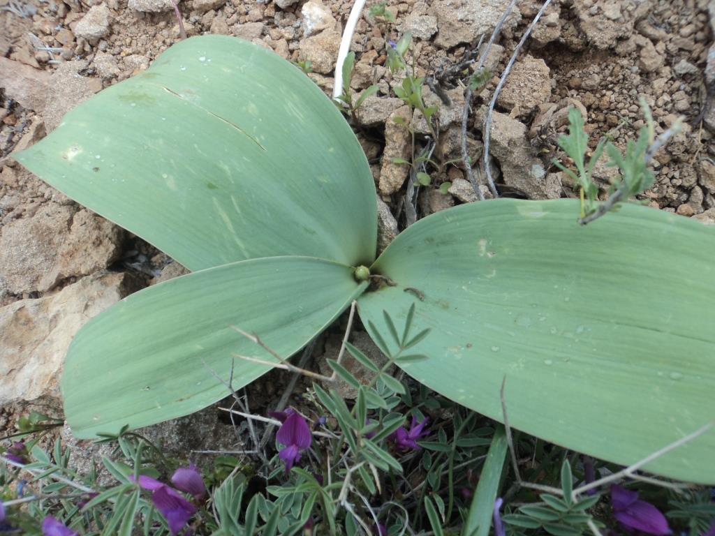Image of genus Allium specimen.