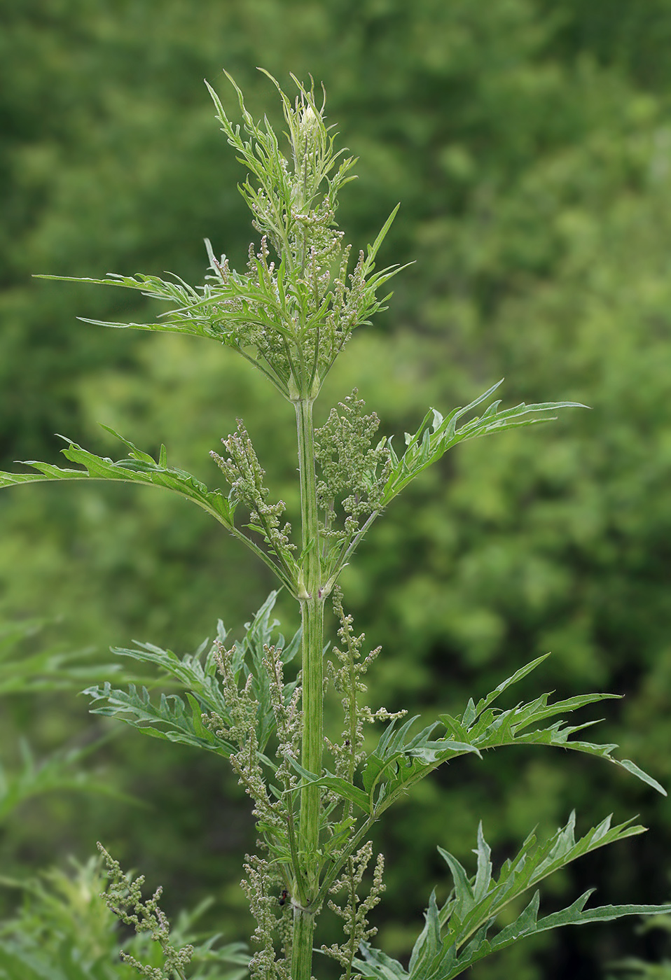 Image of Urtica cannabina specimen.