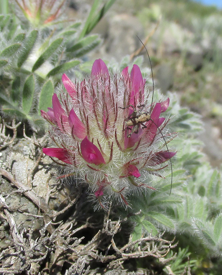 Изображение особи Astragalus setosulus.