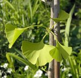 Ginkgo biloba. Часть стволика молодого дерева (подвязан к опоре) с укороченным побегом. Украина, г. Луганск, ул. 3-я Донецкая, в уличном озеленении. 24.05.2017.