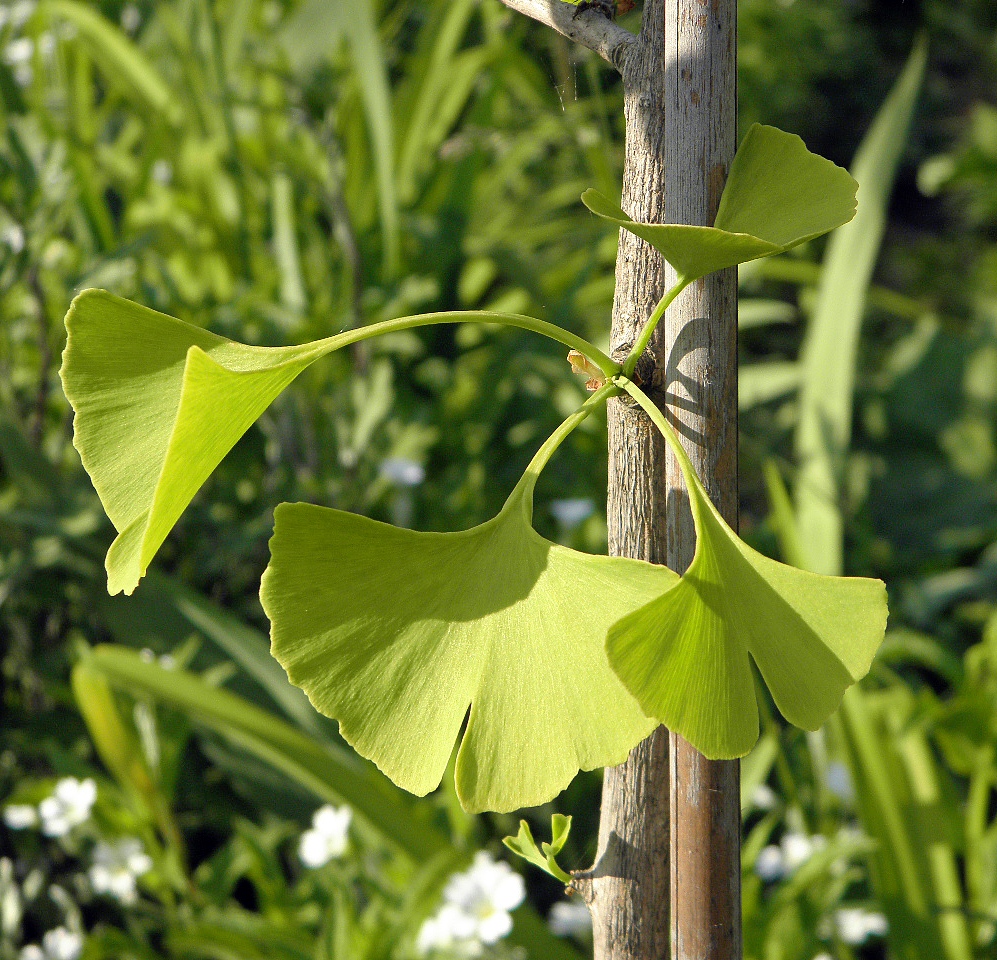 Изображение особи Ginkgo biloba.