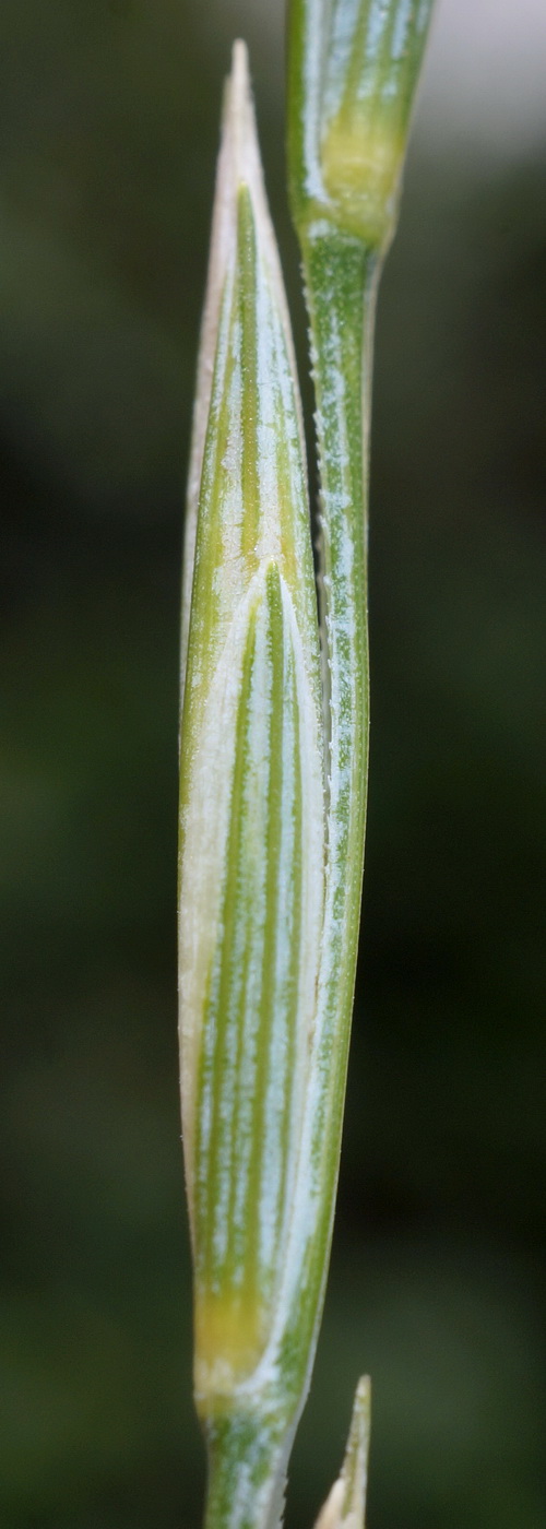 Image of Elytrigia scythica specimen.