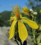 Hypericum maleevii