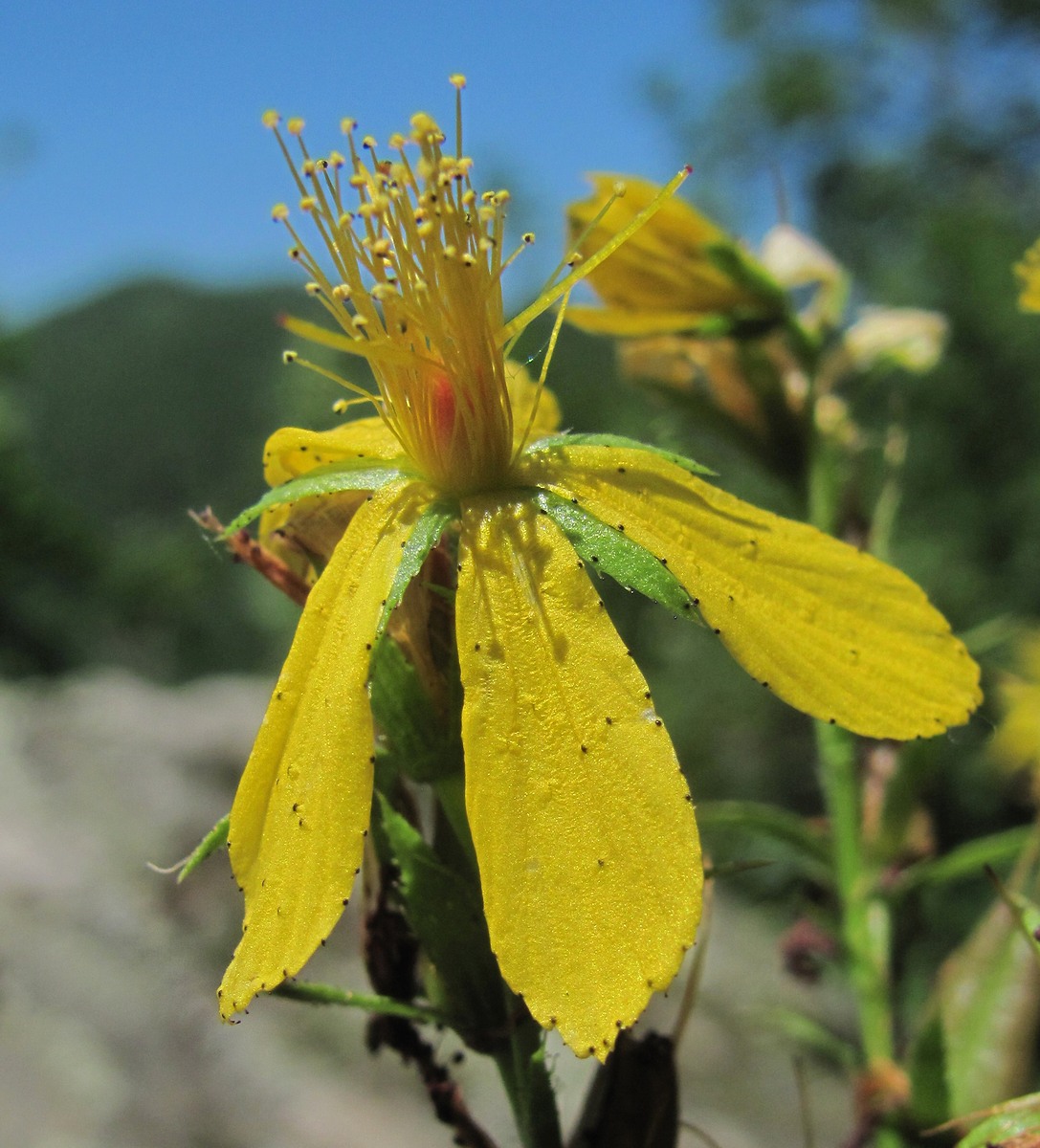 Image of Hypericum maleevii specimen.