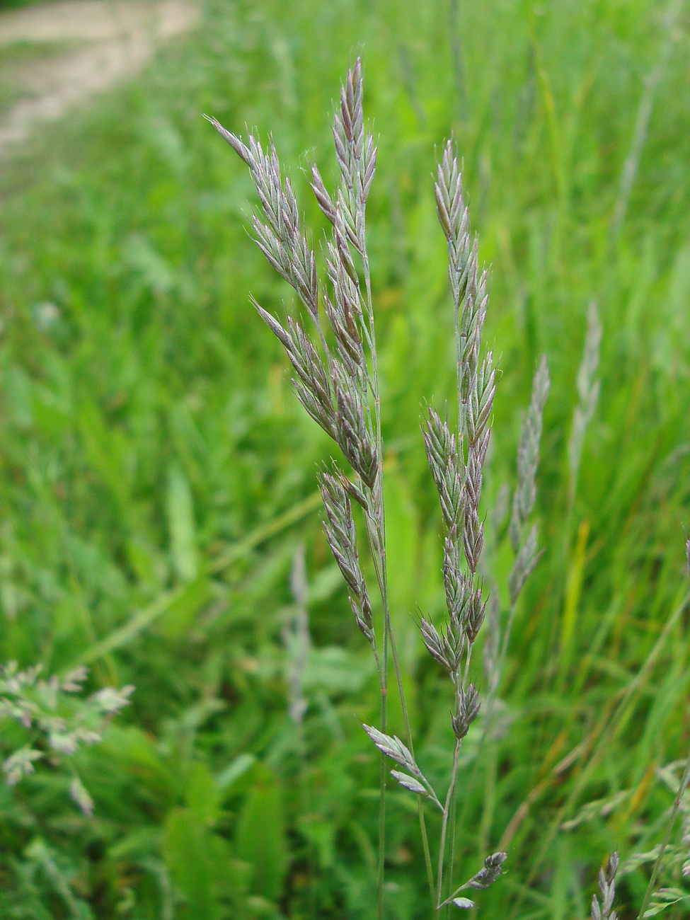 Image of genus Festuca specimen.