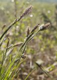 Carex juncella