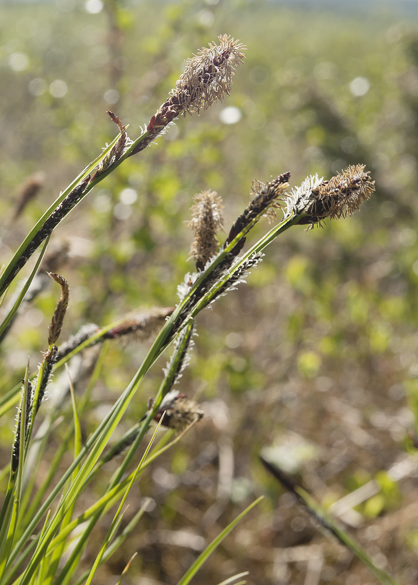 Image of Carex juncella specimen.