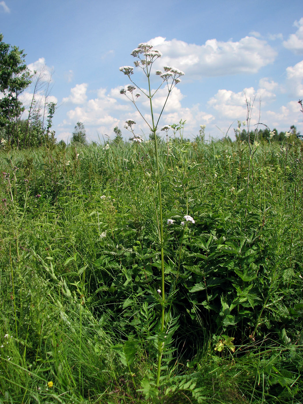 Изображение особи Valeriana officinalis.