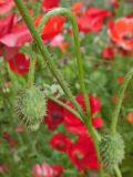 Papaver rhoeas