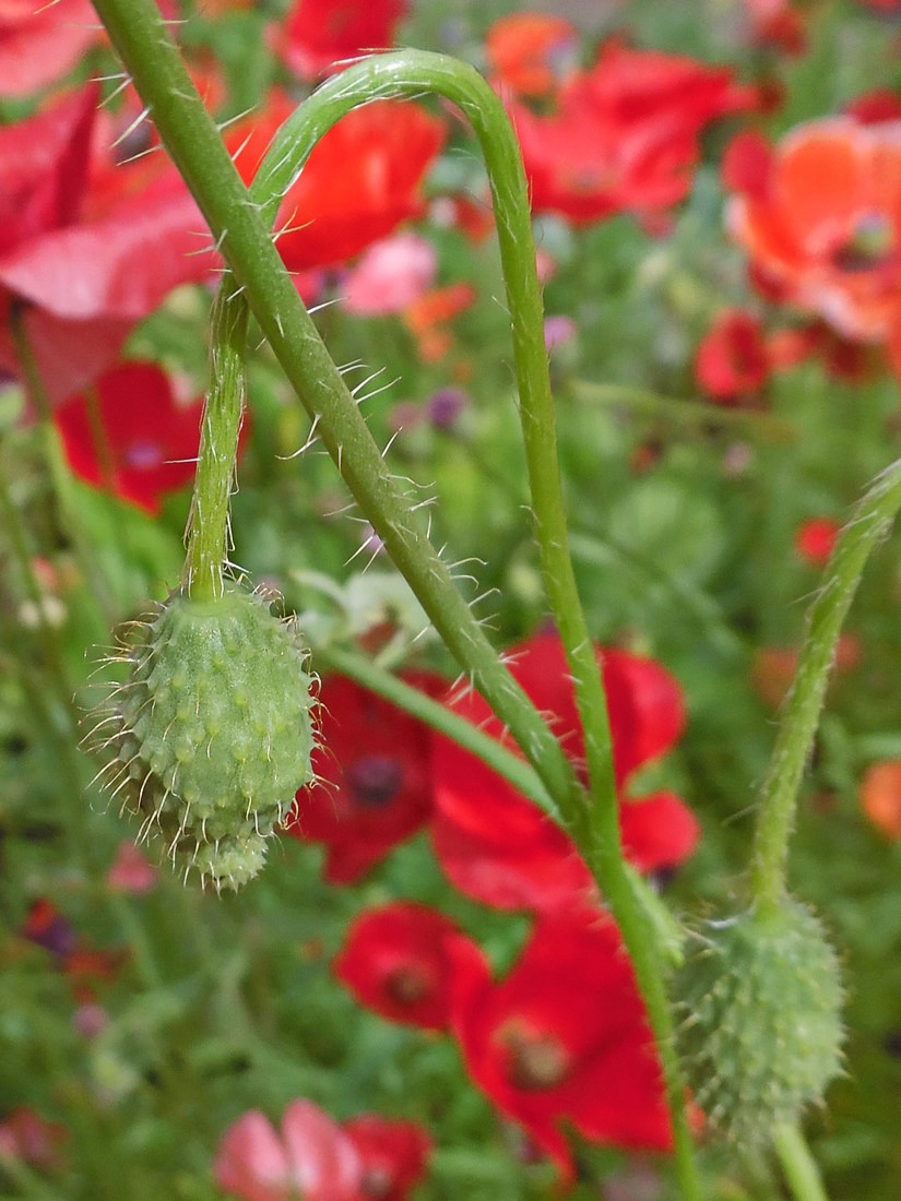 Image of Papaver rhoeas specimen.