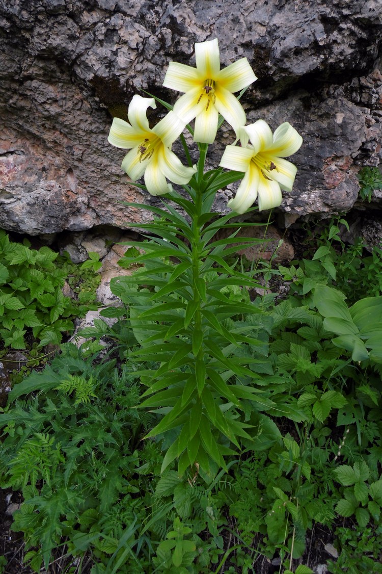 Image of Lilium kesselringianum specimen.