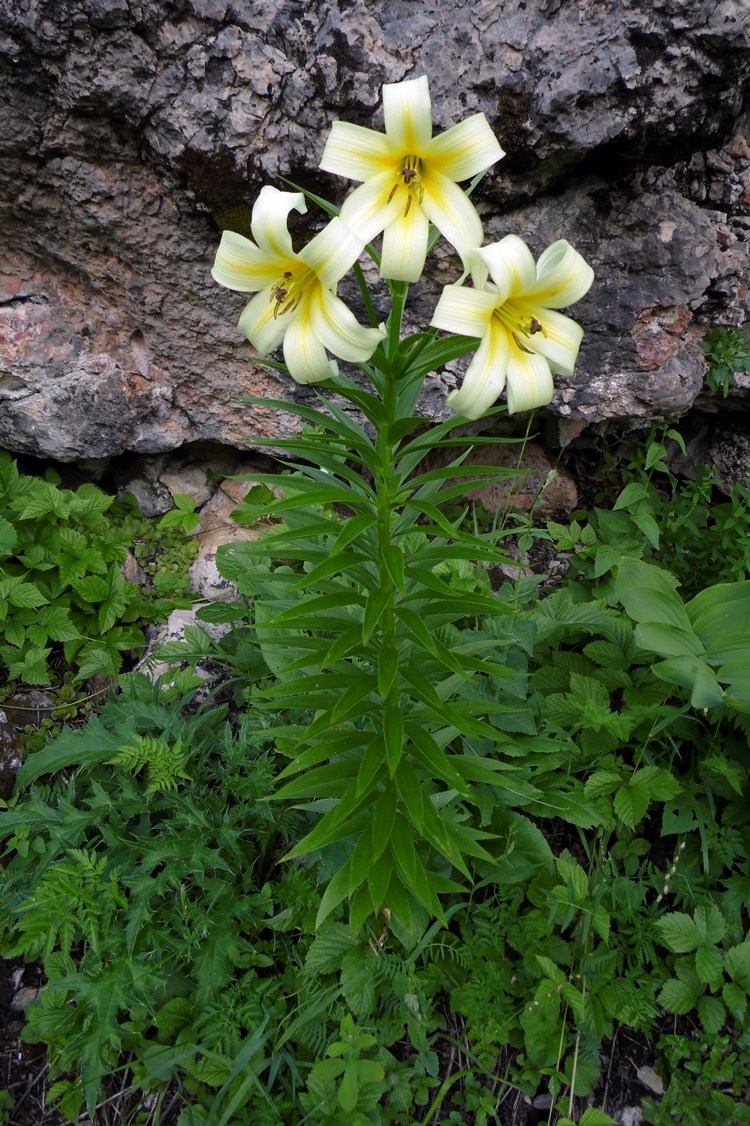 Изображение особи Lilium kesselringianum.