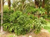 Philodendron bipinnatifidum. Вегетирующее растение. Израиль, впадина Мертвого моря, киббуц Эйн-Геди. 25.04.2017.