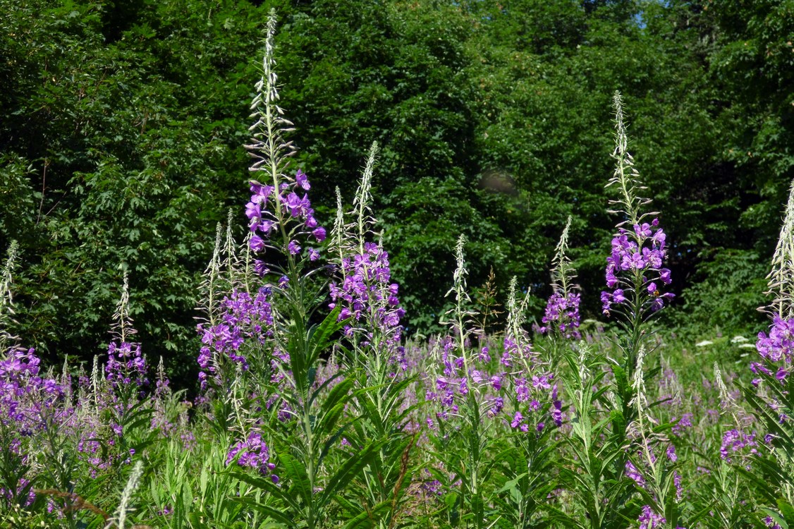 Изображение особи Chamaenerion angustifolium.