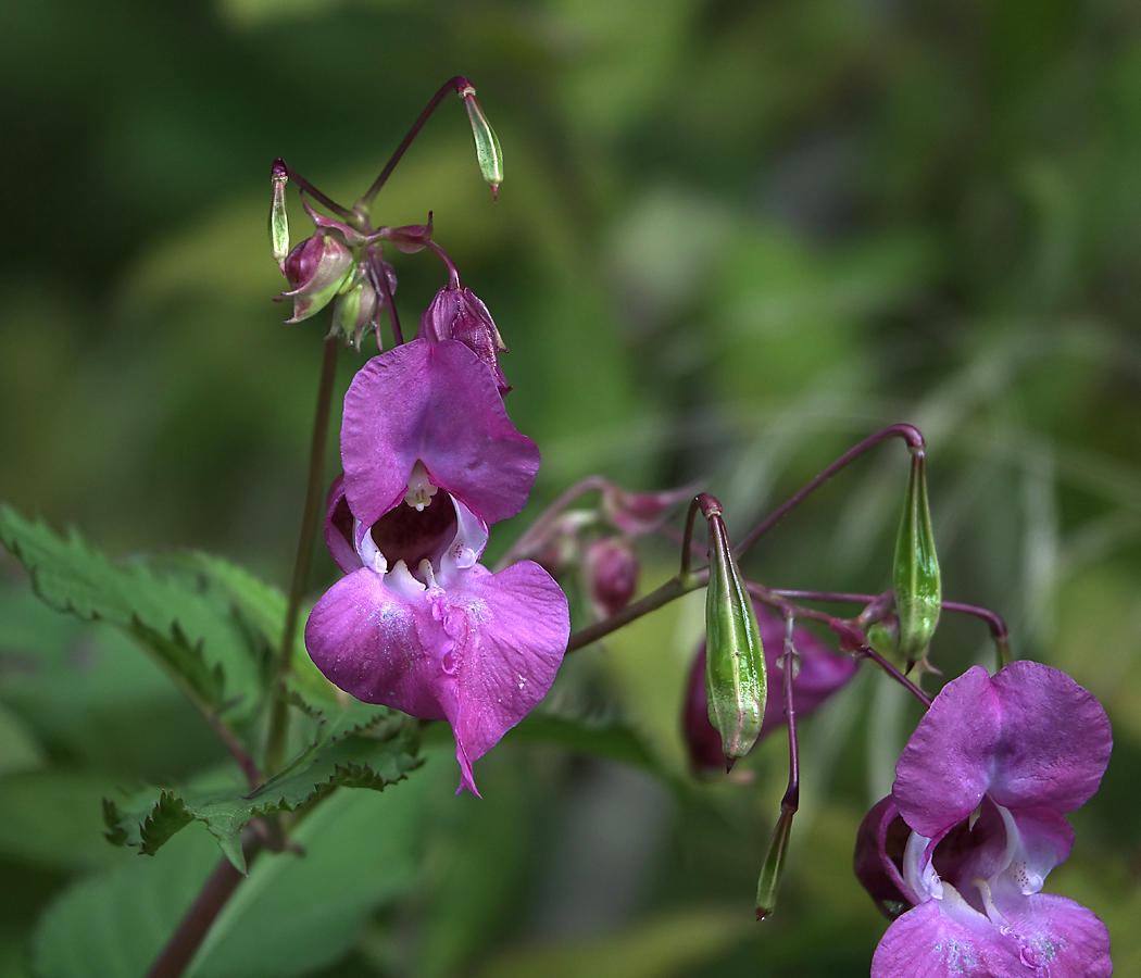 Image of Impatiens glandulifera specimen.