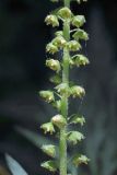 Ambrosia artemisiifolia. Часть общего соцветия с мужскими соцветиями. Узбекистан, г. Ташкент, Ботанический сад им. Ф.Н. Русанова. 05.08.2017.