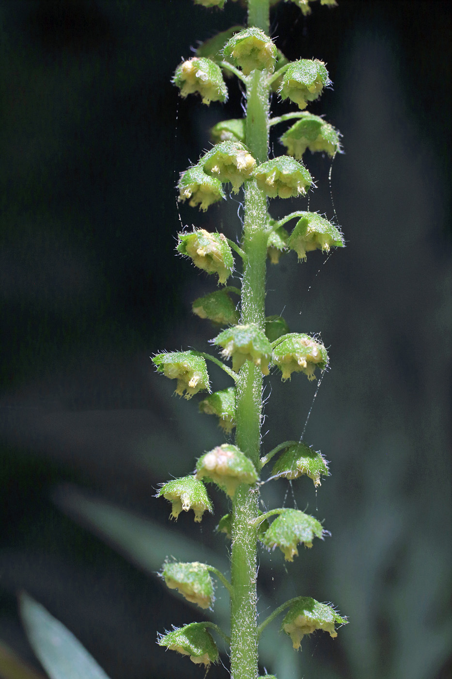 Изображение особи Ambrosia artemisiifolia.