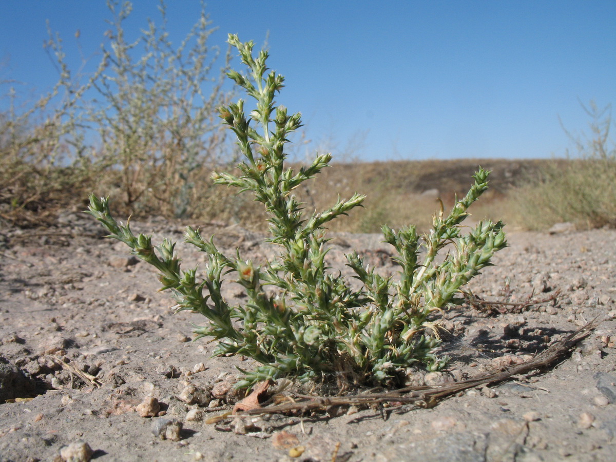 Изображение особи Girgensohnia oppositiflora.