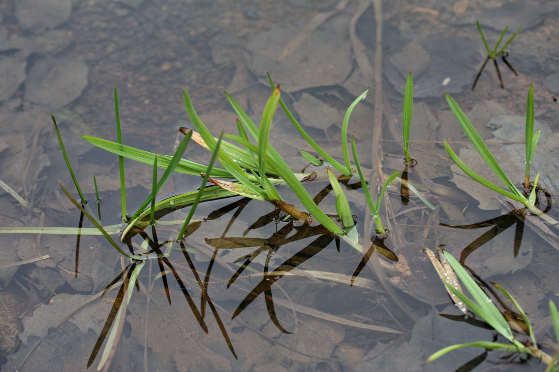 Image of Glyceria fluitans specimen.