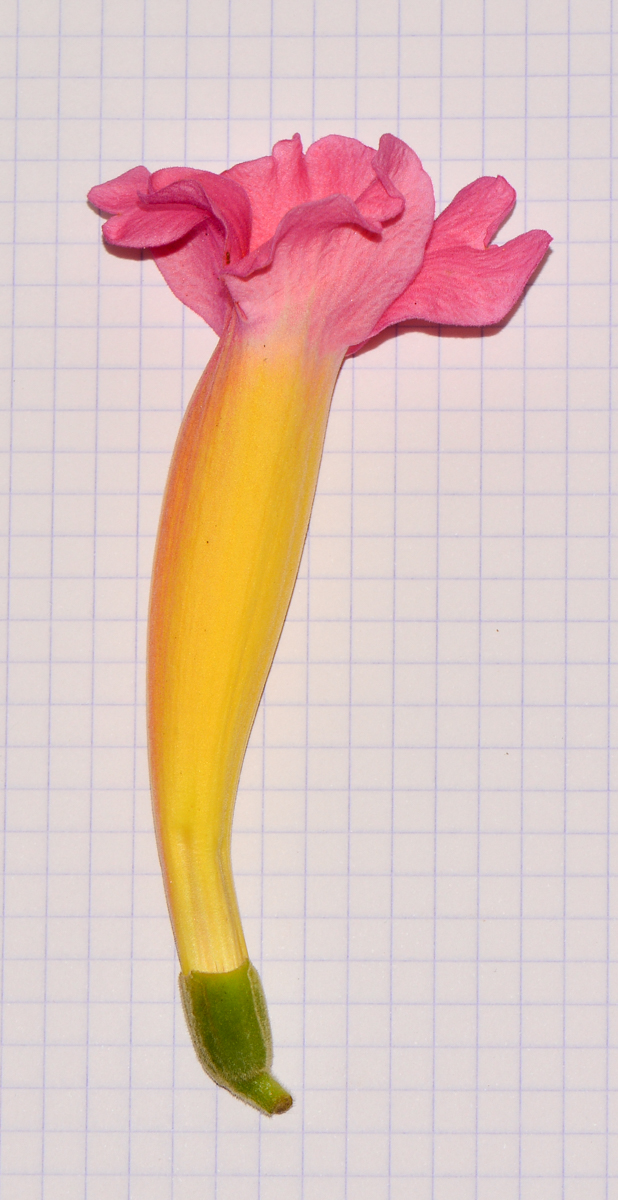 Image of Distictis buccinatoria specimen.