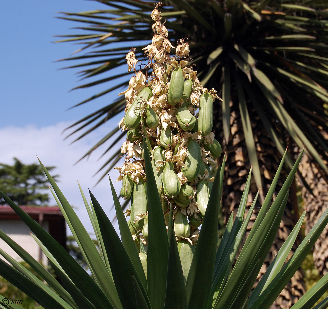 Image of Yucca treculeana specimen.