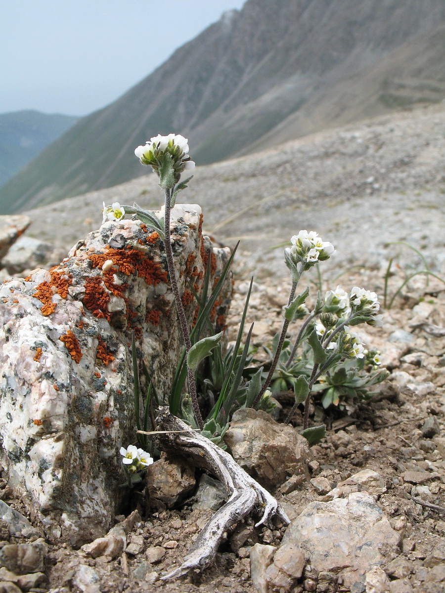 Изображение особи Draba subamplexicaulis.