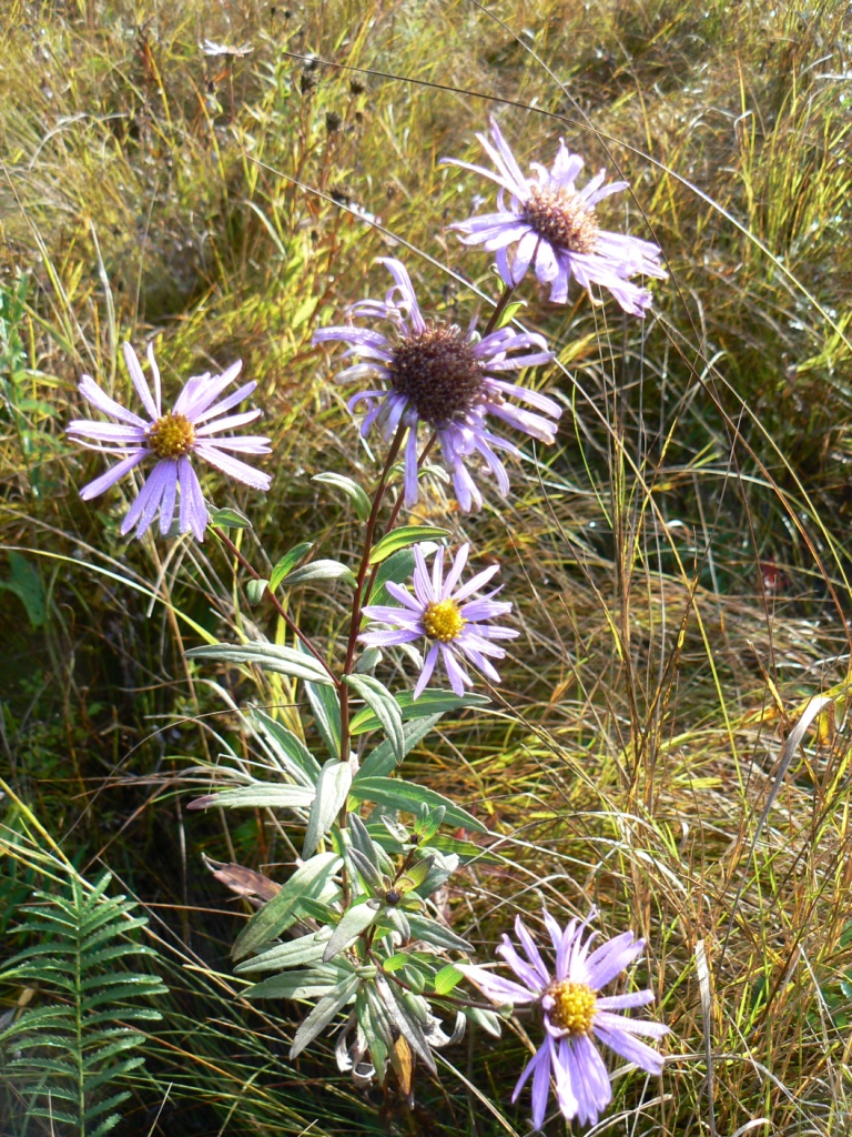 Image of Aster maackii specimen.