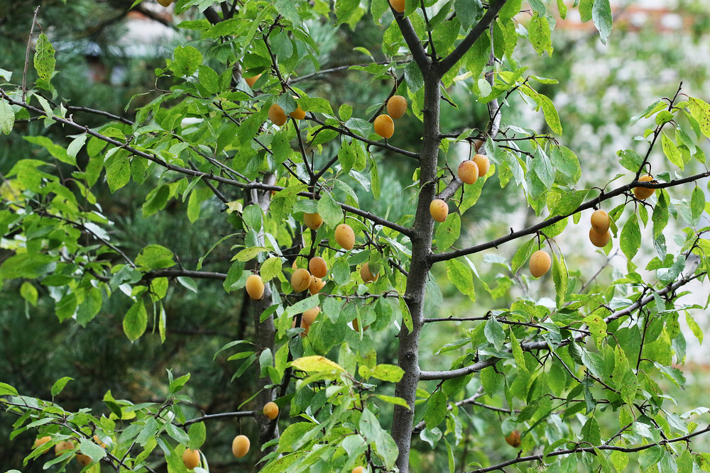 Image of Prunus domestica specimen.