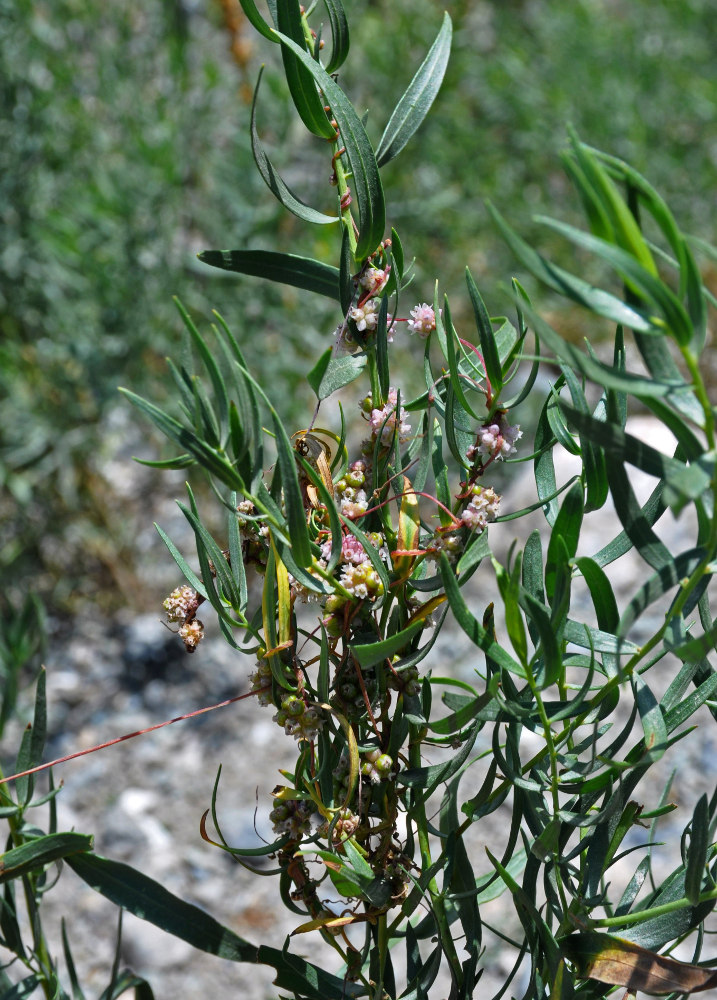 Image of Cuscuta lehmanniana specimen.