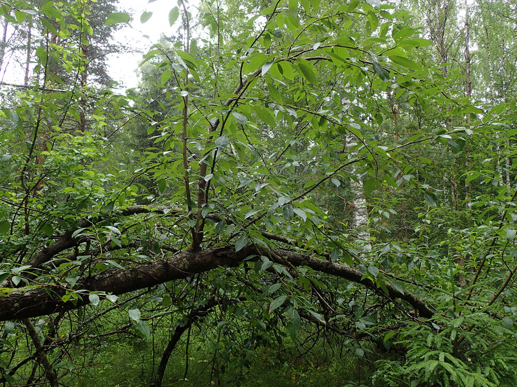 Image of Populus suaveolens specimen.