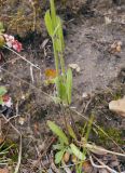 Gastrolychnis pauciflora. Облиственные нижние части растений. Якутия (Саха), Нерюнгринский р-н, окр. перевала Тит. 12.07.2016.