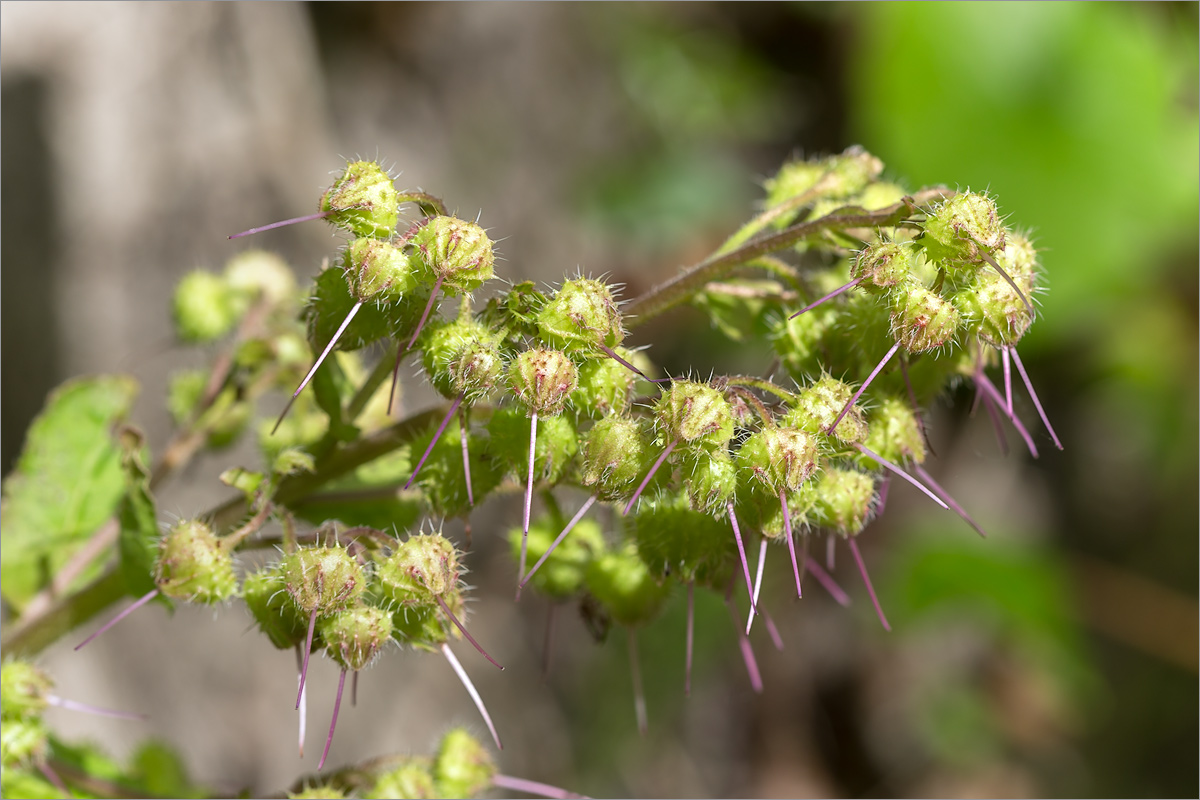 Изображение особи Trachystemon orientalis.