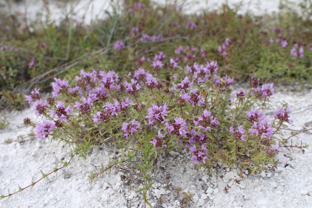 Изображение особи Thymus calcareus.