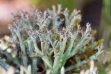 Cladonia furcata