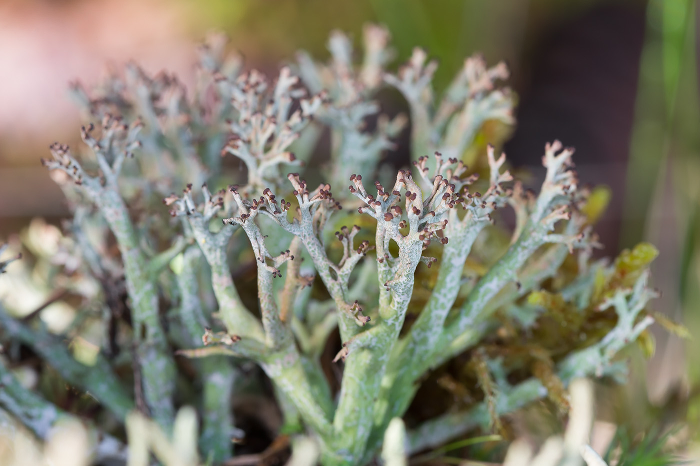 Изображение особи Cladonia furcata.