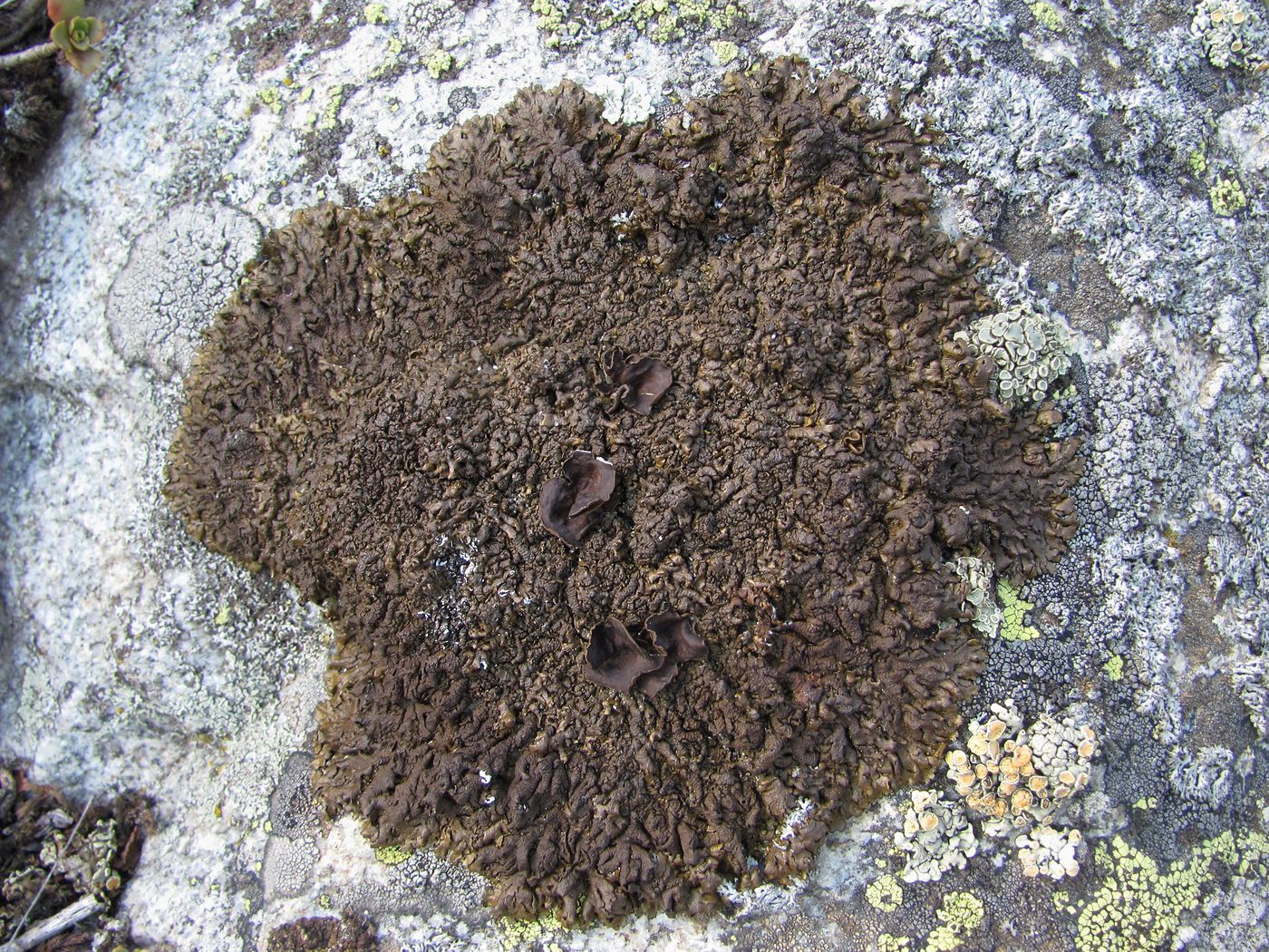 Image of Neofuscelia pulla specimen.