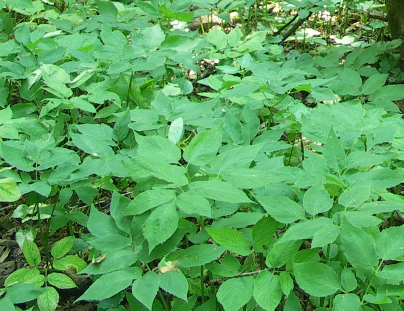 Image of Aegopodium podagraria specimen.