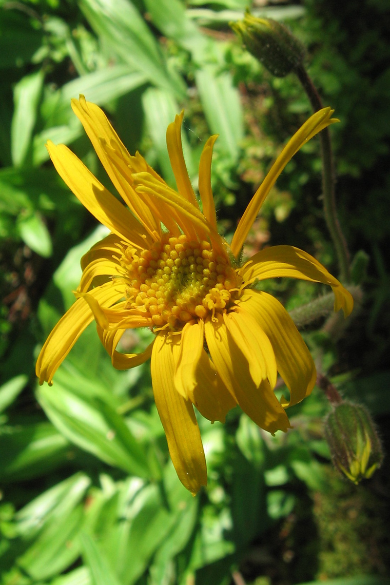 Image of Arnica montana specimen.