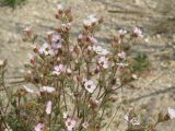 Chamaerhodos grandiflora. Верхушки цветущего растения. Иркутская обл., побережье оз. Байкал в р-не Малого Моря, окр. дер. Куркут, степь. 23.06.2017.