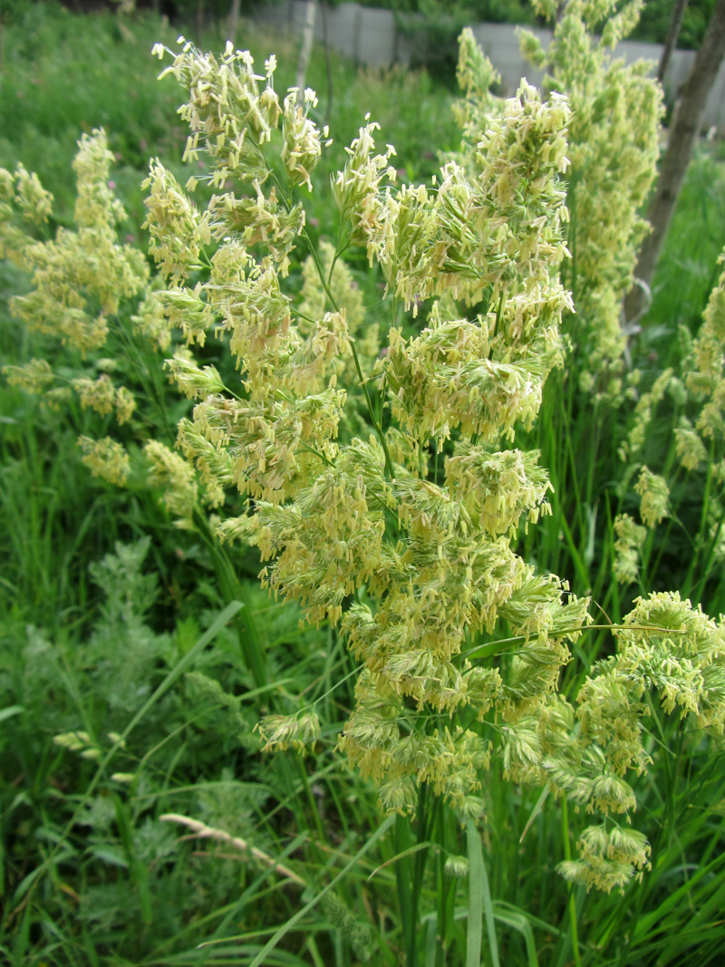 Изображение особи Dactylis glomerata.