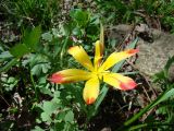 Tulipa anadroma