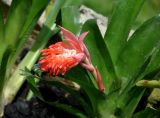 Billbergia pyramidalis. Соцветие. Малайзия, о-в Калимантан, г. Кучинг, ботанический сад. 12.05.2017.