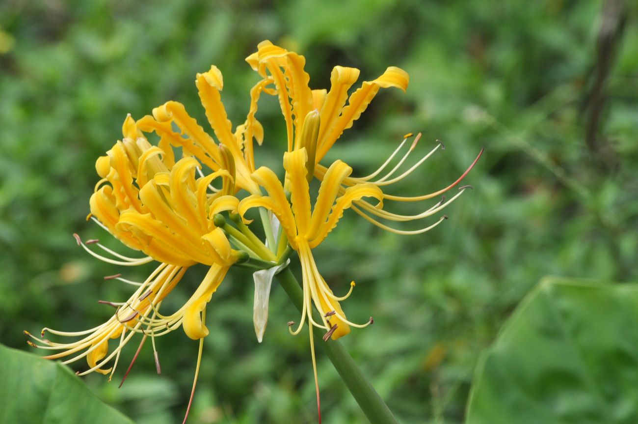 Image of Lycoris aurea specimen.